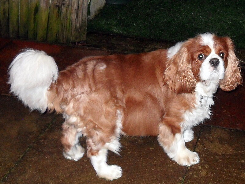 Brown and White Cavalier King Charles Spaniel — Calm
