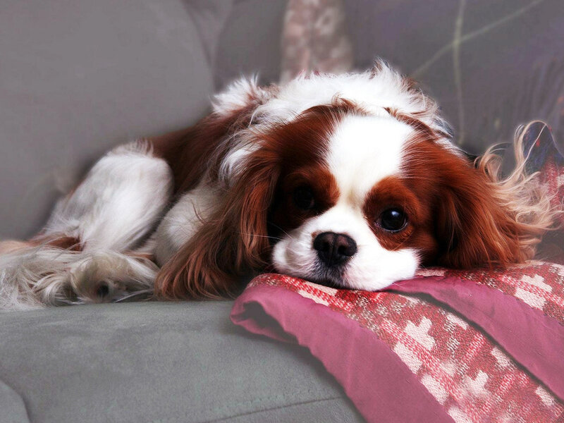 Brown and White Cavalier King Charles Spaniel