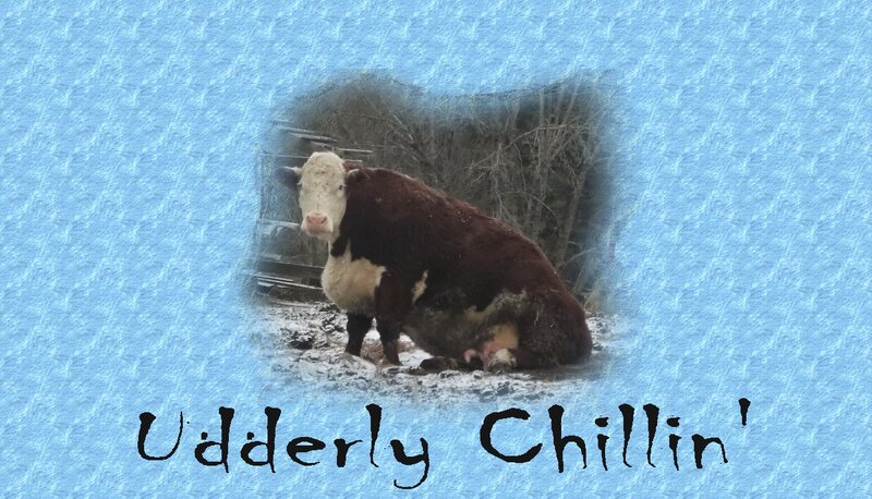 Brown and White Cow — Blue, Calm
