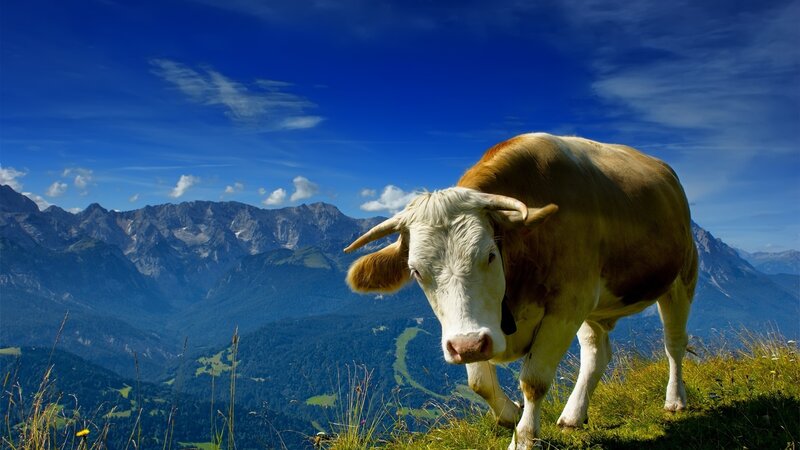 Brown and White Cow — Blue, Serene, Afternoon, Photograph, Mountains