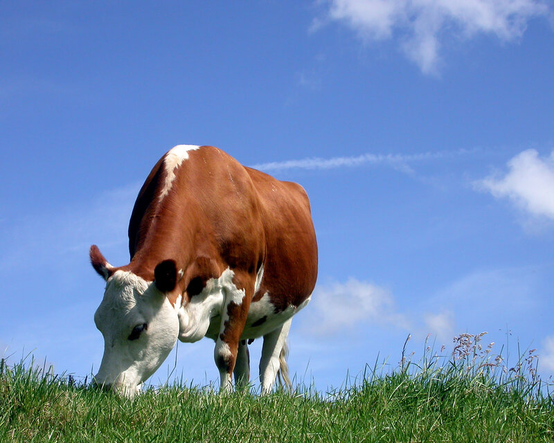 Brown and White Cow — Blue, Serene, Afternoon