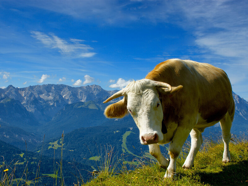 Brown and White Cow — Blue, Serene