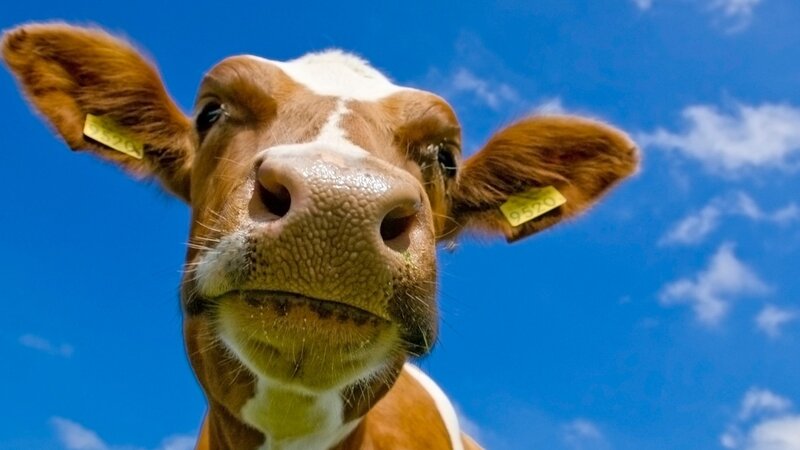 Brown and White Cow — Blue