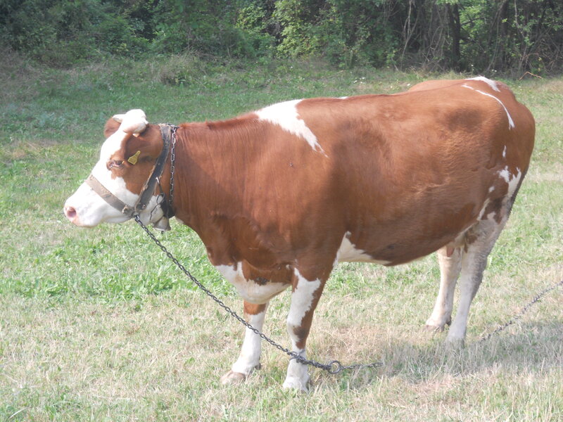 Brown and White Cow — Calm, Afternoon