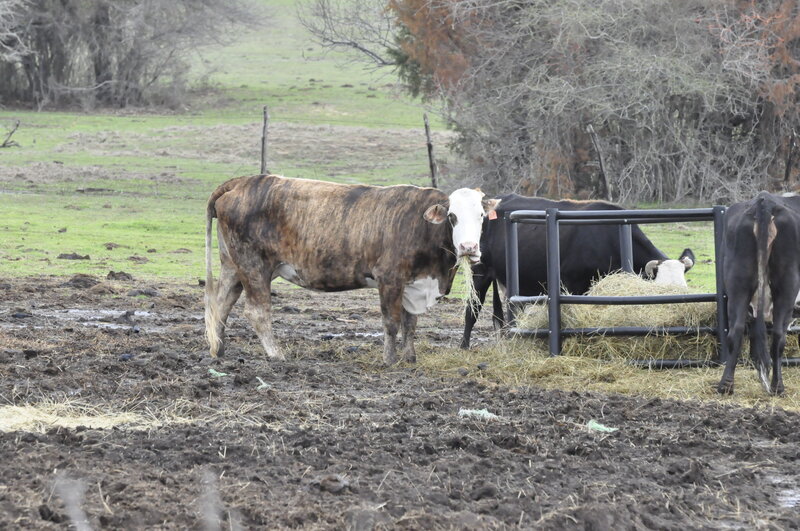 Brown and White Cow — Calm, Morning