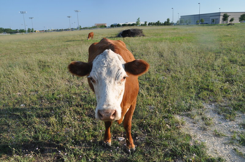 Brown and White Cow — Calm