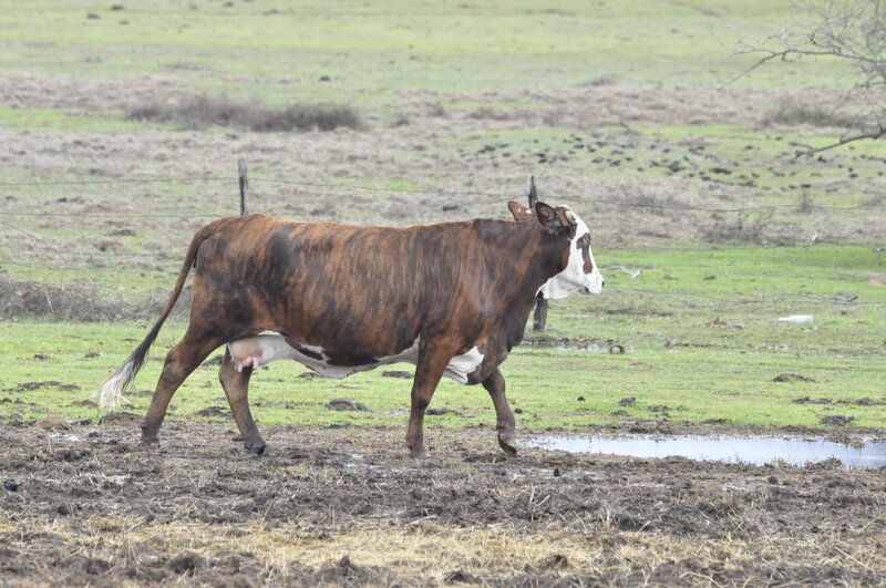 Brown and White Cow — Green, Calm, Photograph