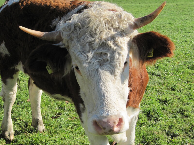 Brown and White Cow — Green, Calm