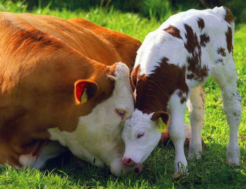 Brown and White Cow — Green, Peaceful