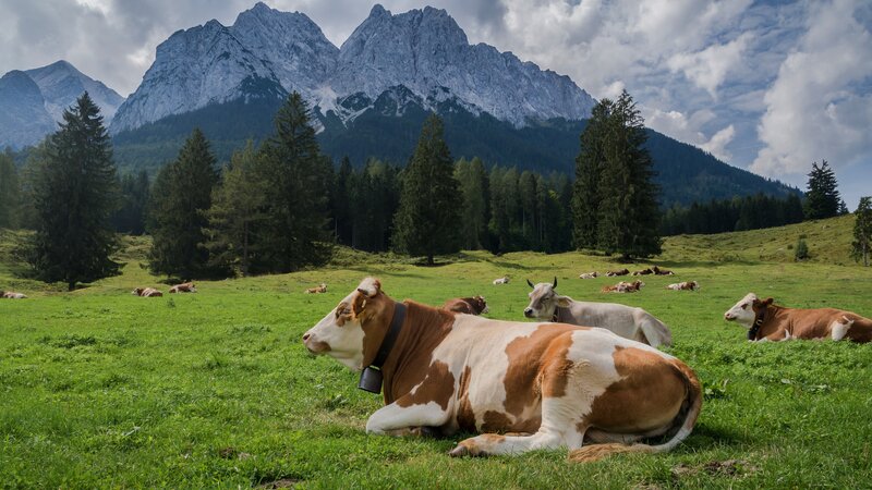 Brown and White Cow — Green, Serene, Afternoon, Photograph, Cows