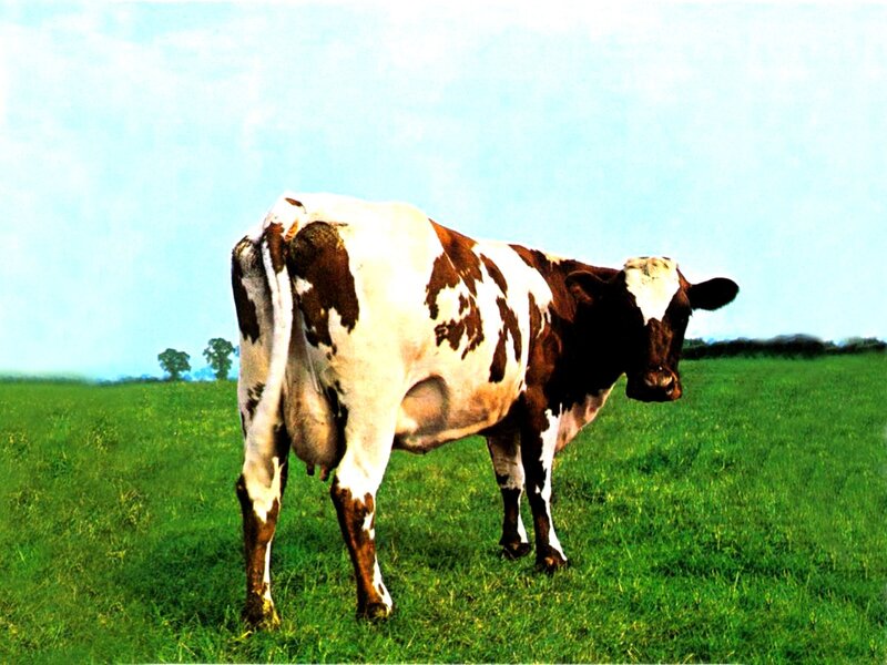 Brown and White Cow — Green, Serene, Afternoon, Photograph, Field, Sky, Trees