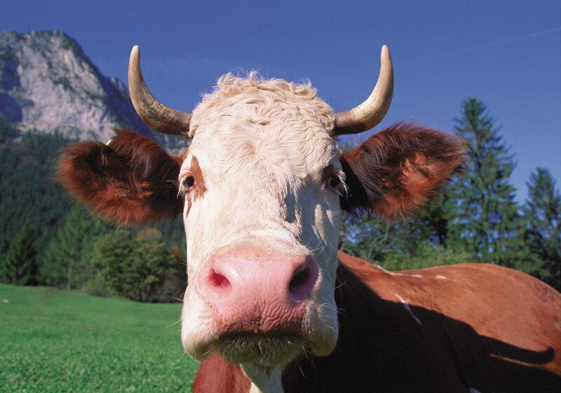 Brown and White Cow — Green, Serene, Afternoon, Photograph, Mountain