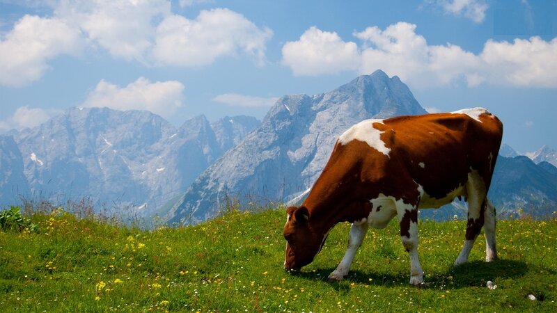 Brown and White Cow — Green, Serene, Afternoon, Photograph, Mountains
