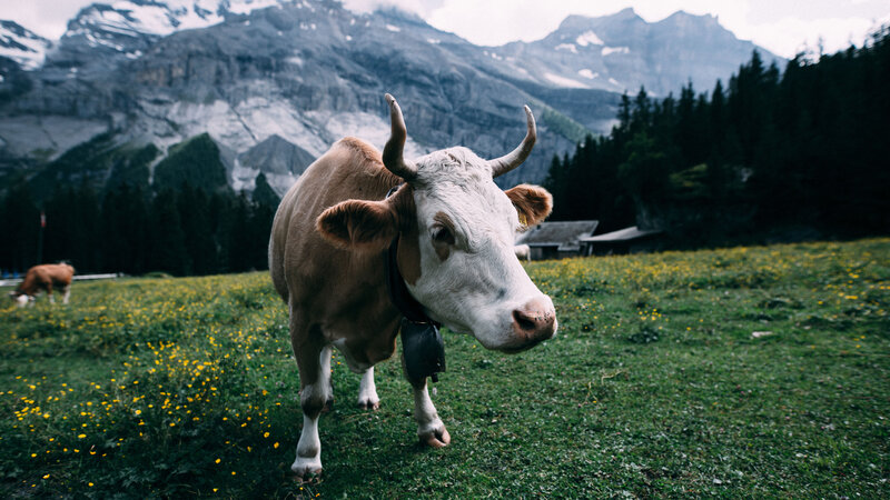 Brown and White Cow — Green, Serene, Afternoon, Photograph, Mountains, Trees