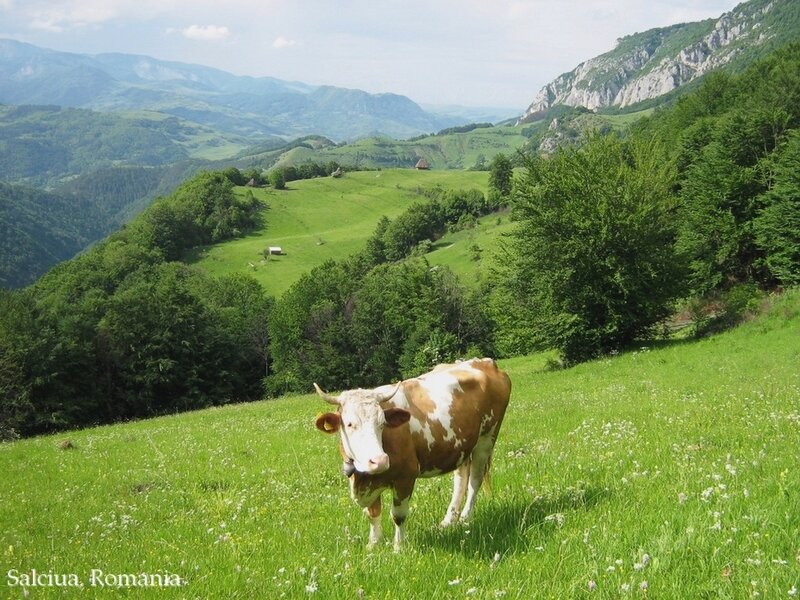 Brown and White Cow — Green, Serene, Afternoon, Photograph