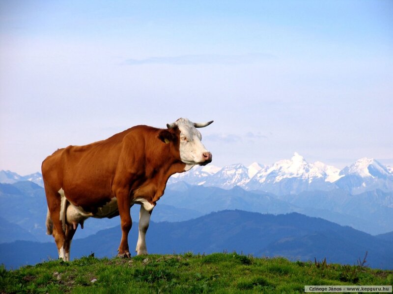 Brown and White Cow — Green, Serene, Afternoon