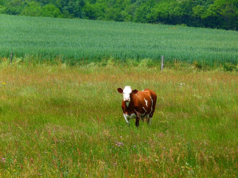 Brown and White Cow — Green, Serene, Summer