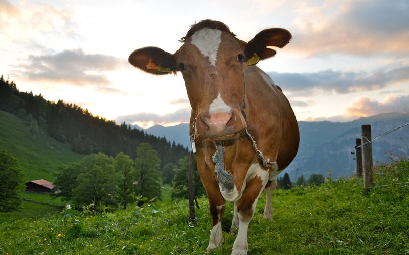 Brown and White Cow — Green, Serene, Sunset