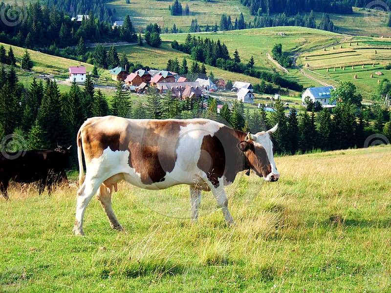 Brown and White Cow — Green, Serene