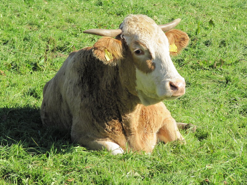 Brown and White Cow — Green