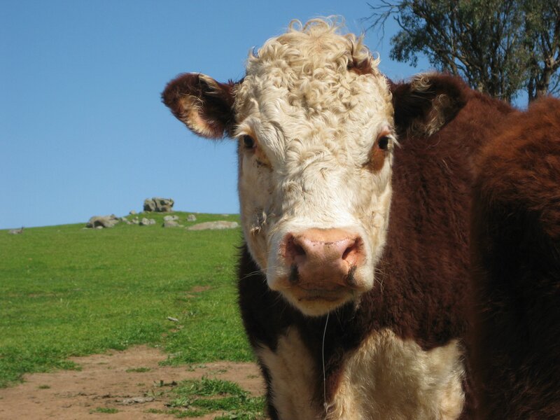 Brown and White Cow