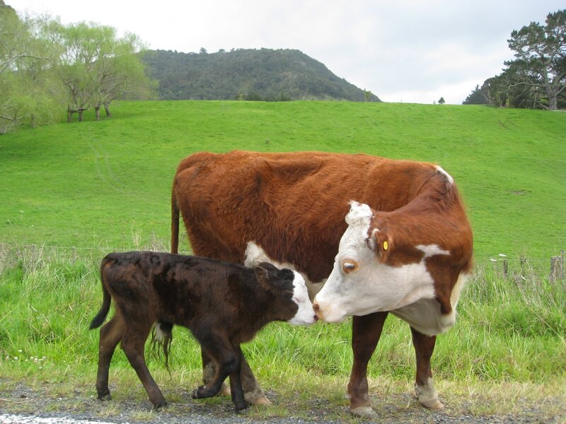 Brown and White Cow with Calf — Green
