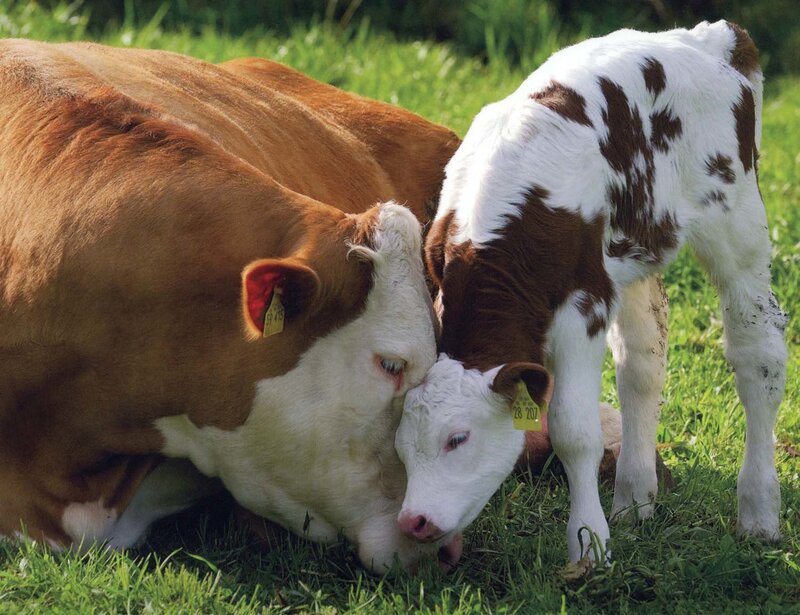 Brown and White Cow with Calf
