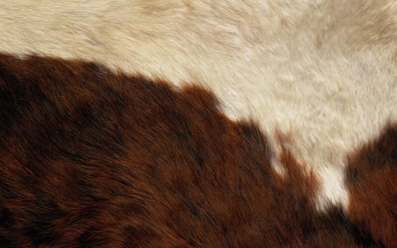 Brown and White Cowhide