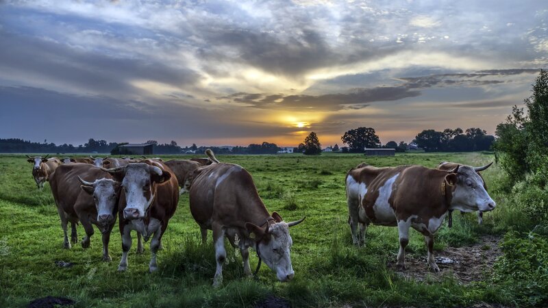 Brown and White Cows — Green, Dramatic
