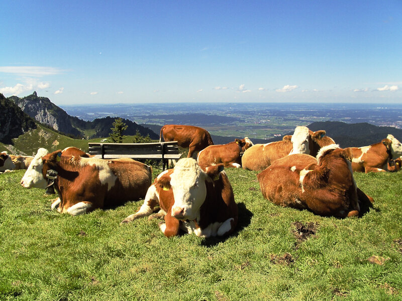 Brown and White Cows — Green