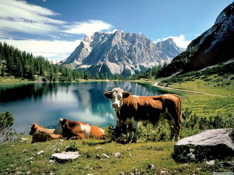Brown and White Cows