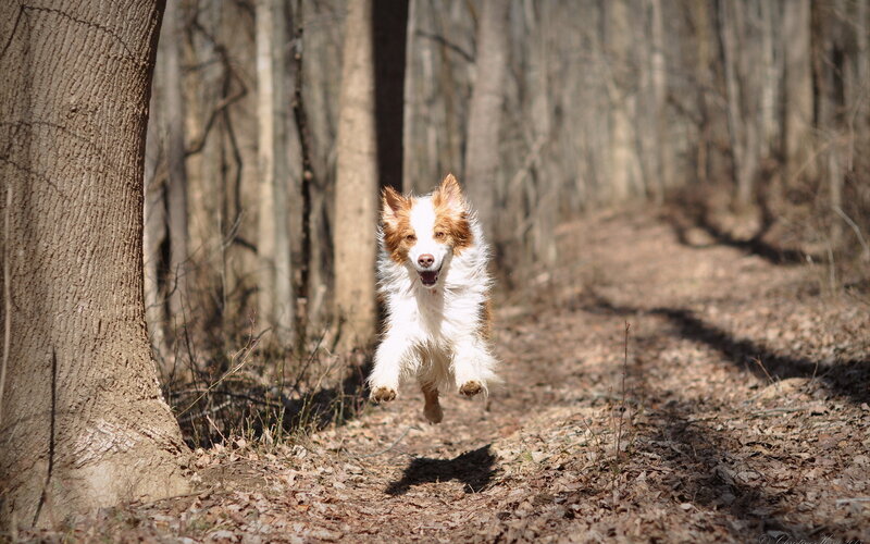 Brown and White Dog — Active, Afternoon