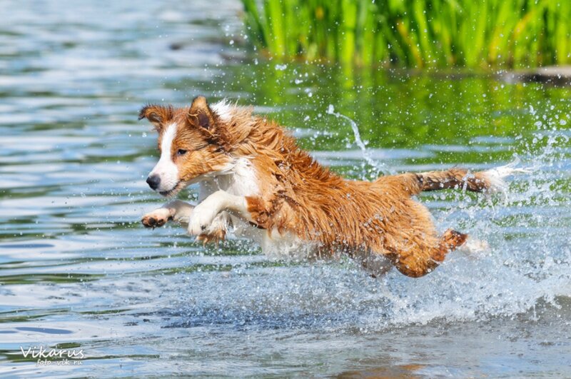 Brown and White Dog — Active, Summer