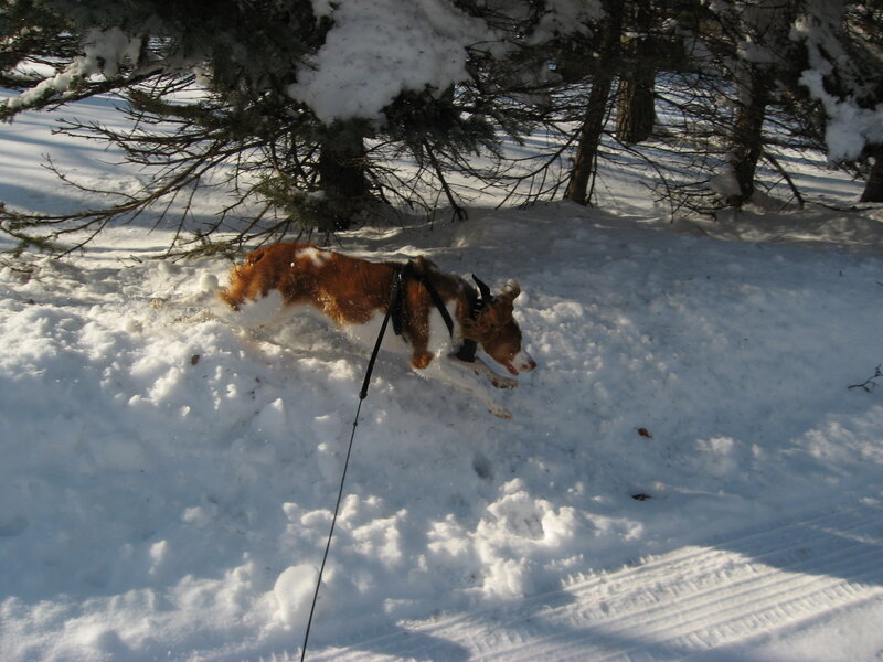 Brown and White Dog — Active
