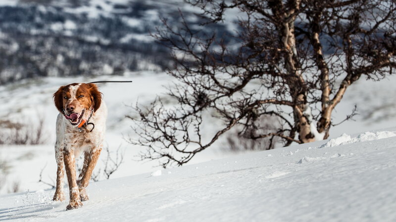 Brown and White Dog — Active, Winter, Photograph, Snow, Tree