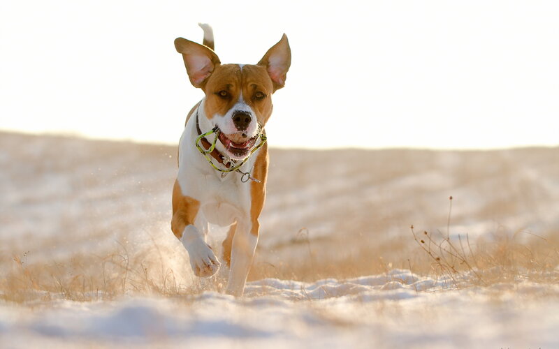 Brown and White Dog — Active, Winter, Photograph