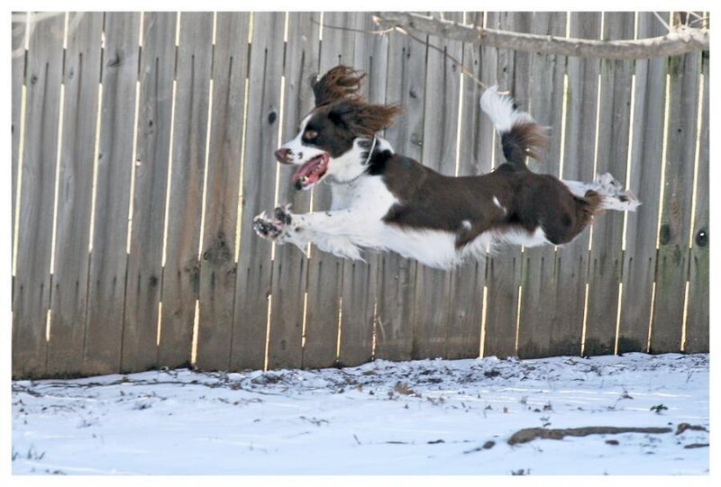 Brown and White Dog — Active, Winter