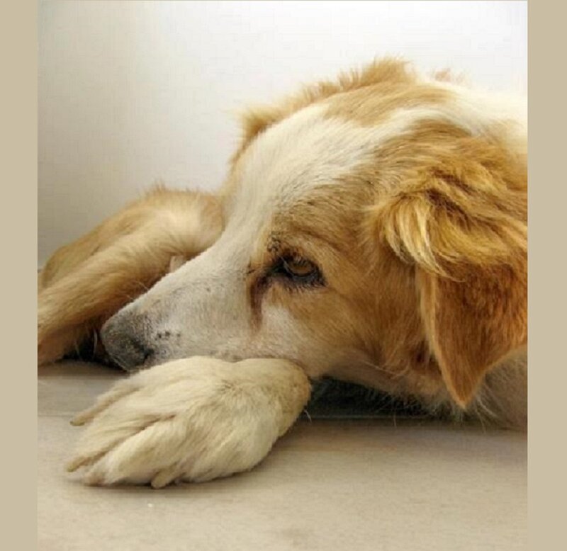 Brown and White Dog — Beige, Calm