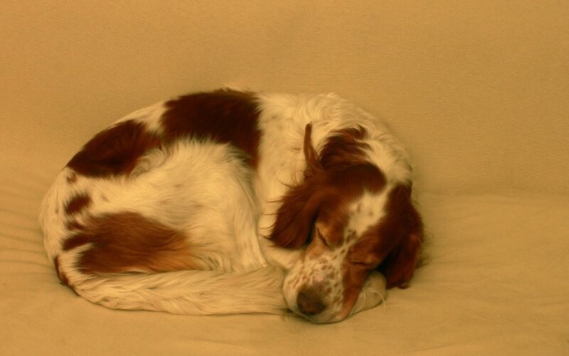 Brown and White Dog — Beige