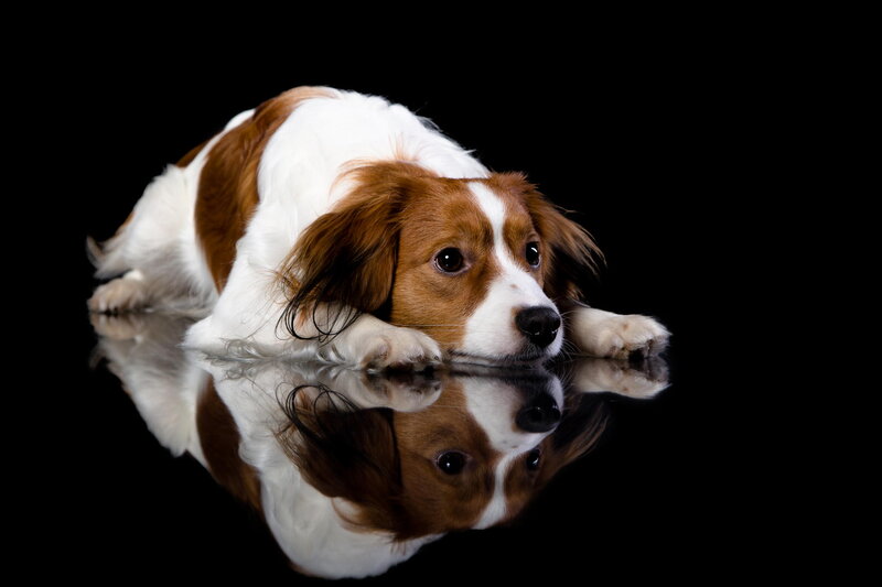 Brown and White Dog — Black, Dramatic