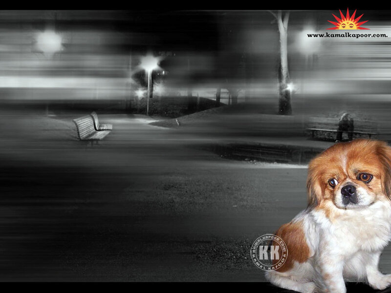 Brown and White Dog — Black