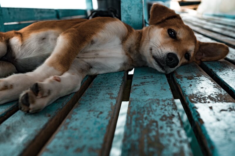 Brown and White Dog — Blue, Calm, Afternoon, Photograph, Bench