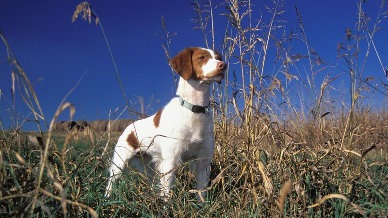 Brown and White Dog — Blue, Calm, Afternoon, Photograph, Grass