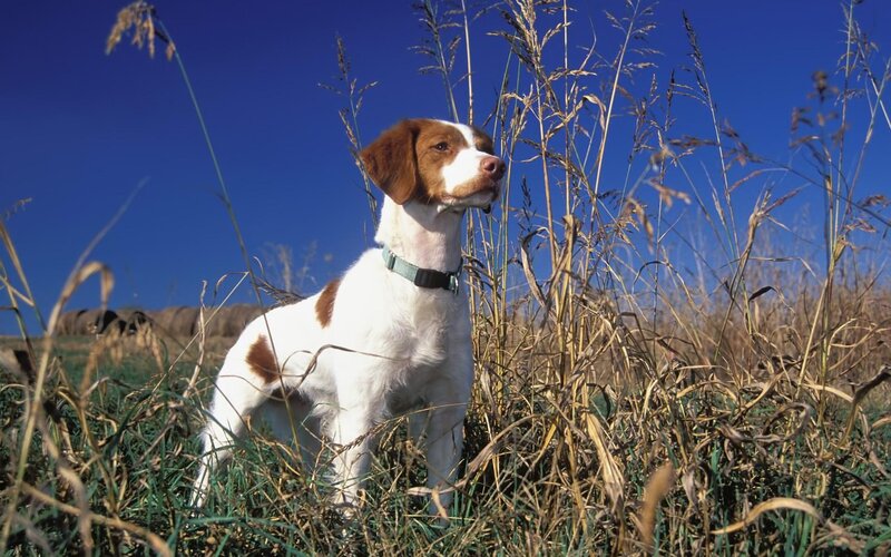 Brown and White Dog — Blue, Calm, Afternoon