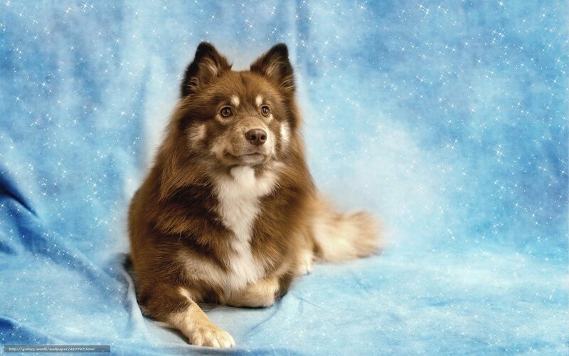 Brown and White Dog — Blue, Calm, Photograph