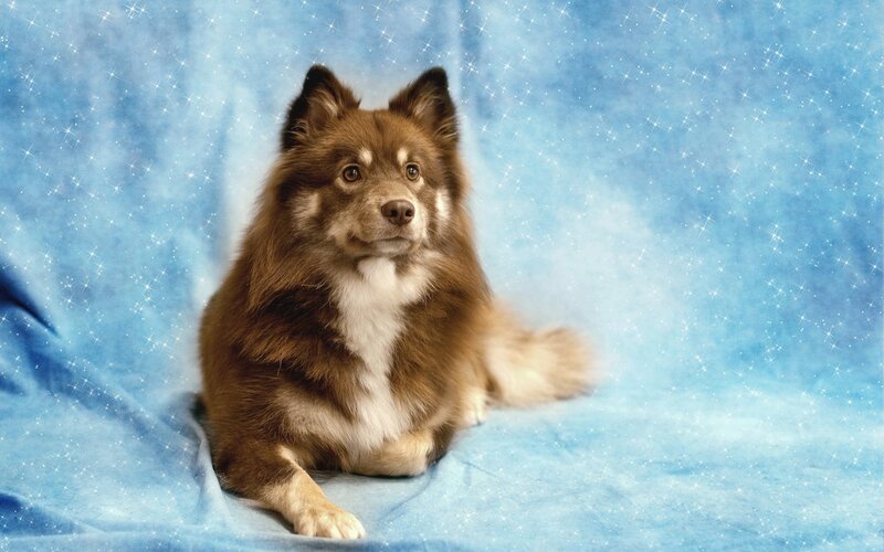 Brown and White Dog — Blue, Calm