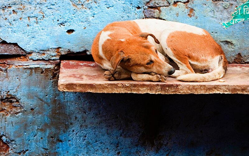 Brown and White Dog — Blue, Melancholic