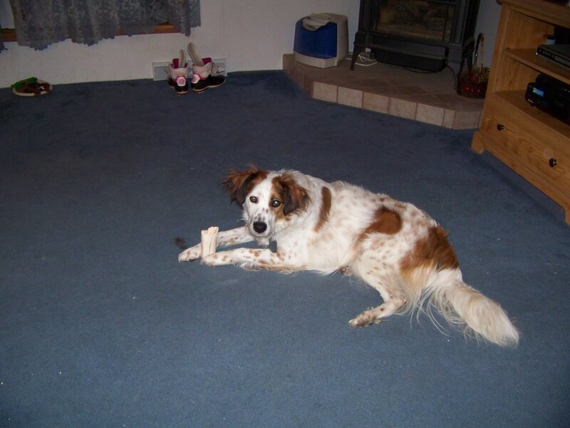 Brown and White Dog — Blue
