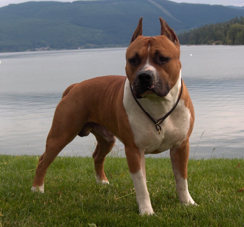 brown and white dog by the lake