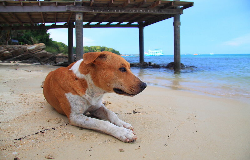 Brown and White Dog — Calm, Afternoon, Photograph, Beach, Pavilion